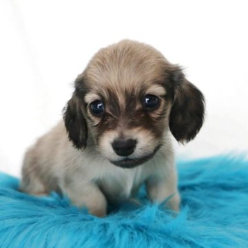 カニンヘンダックスフンド(ロング)【静岡県・男の子・2025年9月25日・シェイデッドイエロー】の写真「とても可愛いお顔の男の子です🩵」