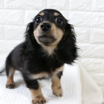 カニンヘンダックスフンド(ロング)【静岡県・男の子・2025年6月30日・ブラックイエロー】の写真「ハンサム兄弟が生まれました💕」