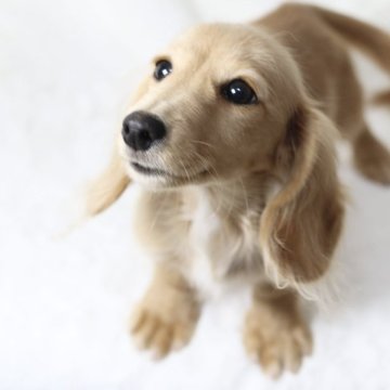 カニンヘンダックスフンド(ロング)【静岡県・男の子・2025年6月21日・ゴールドかイエロー】の写真「希少カラーの綺麗な毛の男の子です　お鼻も真っ黒です」