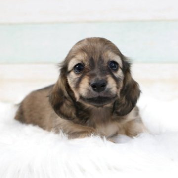 カニンヘンダックスフンド(ロング)【静岡県・女の子・2025年8月13日・シェイデッドイエロー】の写真「色素がしっかり入ってます！お顔がとっても可愛い💛」