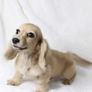 カニンヘンダックスフンド(ロング)【静岡県・男の子・2025年6月30日・シェイデッドイエロー】の写真「色素がしっかり入ってます！お顔がとっても可愛い💛」