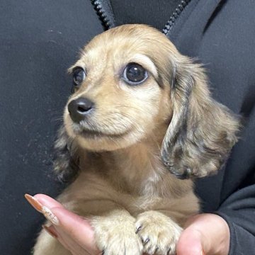 カニンヘンダックスフンド(ロング)【静岡県・女の子・2025年8月15日・シェイデッドイエロー】の写真「お目目ぱっちりな女の子です💛」