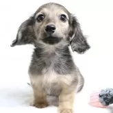 カニンヘンダックスフンド(ロング)【静岡県・男の子・2024年10月9日・シェイデッドイエロー】の写真1「お目目ぱっちりの可愛いお顔の男の子です」