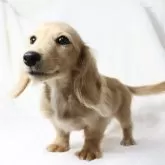 カニンヘンダックスフンド(ロング)【静岡県・男の子・2025年6月21日・ゴールドかイエロー】の写真2「カメラ嫌いなボクだけど頑張ったよ❣️」