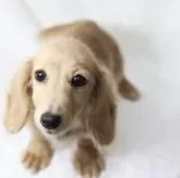 カニンヘンダックスフンド(ロング)【静岡県・男の子・2025年6月21日・ゴールドかイエロー】の写真3「ホントはもっと可愛いんだけどカメラ向けると「ちーーん」てなる💦」