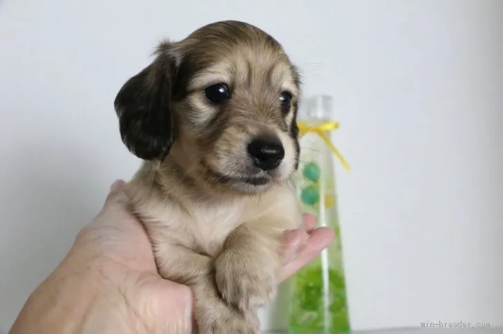 ヒロキ 様のお迎えした子犬