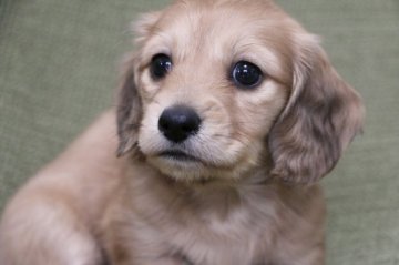 カニンヘンダックスフンド(ロング)【静岡県・男の子・2021年10月15日・シェイデッドイエロー】の写真「3兄弟の次男くん　ゴールドの様な綺麗な毛色です」