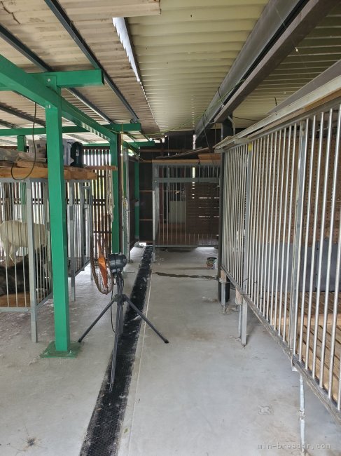 中川　まり(なかがわ　まり)ブリーダー(愛知県・秋田犬・秋田犬保存会登録)の紹介写真4