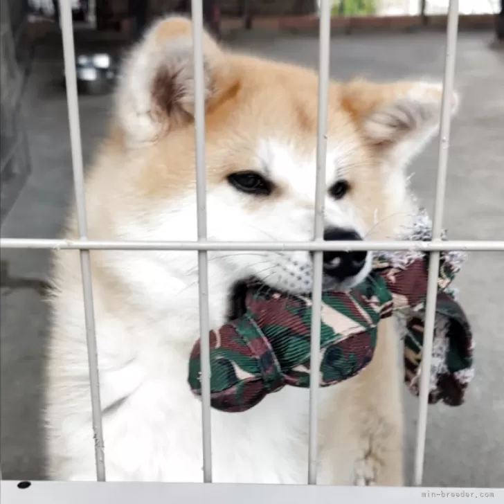 ID:2509-01080の子犬