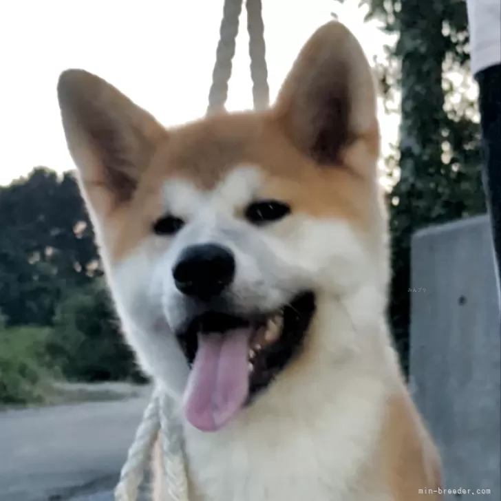 T.O 様のお迎えした子犬