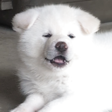 秋田犬【愛知県・女の子・2025年9月2日・白】の写真「可愛い白の女の子♥」