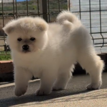 秋田犬【愛知県・女の子・2025年2月2日・白】の写真「可愛らしい🌸女の仔」