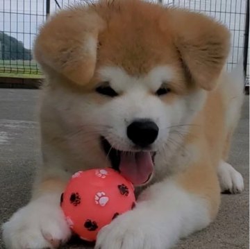 秋田犬【愛知県・男の子・2024年8月23日・赤】の写真「優しい性格の男の子」