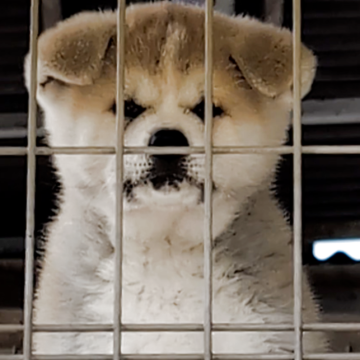 秋田犬【愛知県・女の子・2025年2月2日・赤】の写真「キレイなお顔の女の子🌸」