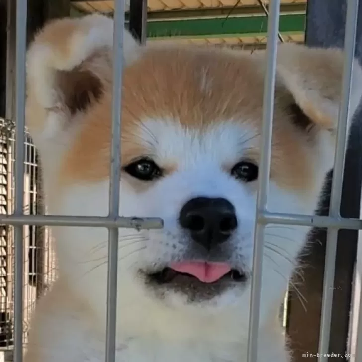 ニョロジ 様のお迎えした子犬