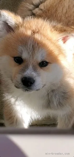 ID：2112-01728の子犬