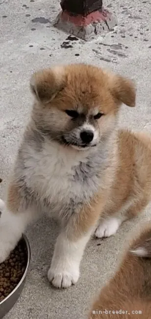 ID：2105-01577の子犬