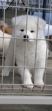 秋田犬【愛知県・男の子・2021年11月30日・白の男の子】の写真「体格の良い骨量のある男の子」