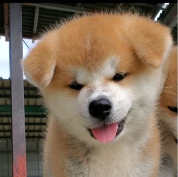 秋田犬【愛知県・男の子・2024年8月23日・赤】の写真「可愛い赤の男の子」