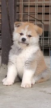 秋田犬【愛知県・男の子・2019年12月15日・赤】の写真「元気で活発な男の子」