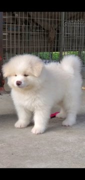 秋田犬【愛知県・男の子・2021年6月18日・白のモフモフ長毛くん】の写真「人懐こい甘えん坊君」