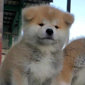 秋田犬【愛知県・女の子・2024年8月23日・赤】の写真「可愛い女の子🎀」