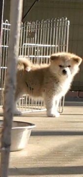 秋田犬【愛知県・女の子・2021年11月12日・赤の女の子🎀】の写真「おてんば娘」