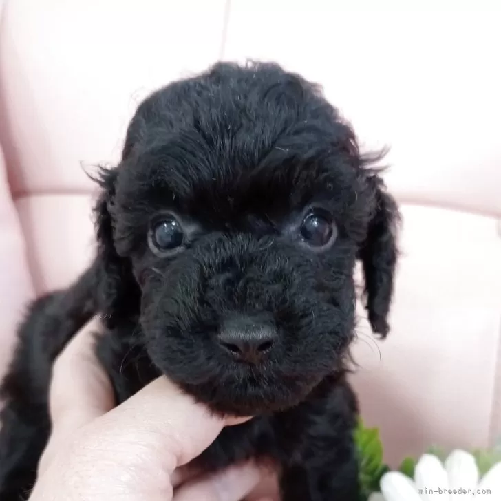 ID:2504-02605の子犬
