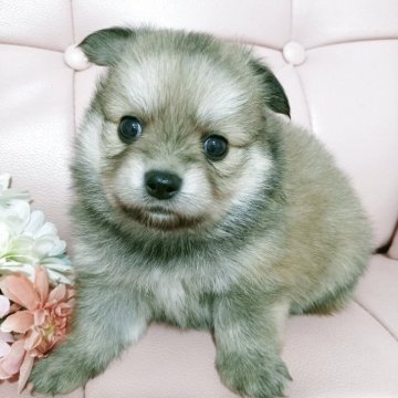 ポメチワ(チワワ×ポメラニアン)【神奈川県・女の子・2025年9月22日・オレンジセーブル】の写真「姉妹仲良く遊び始めました✨️」