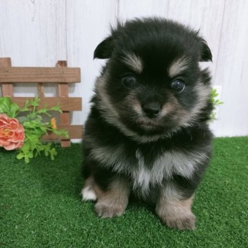 ポメチワ(チワワ×ポメラニアン)【神奈川県・女の子・2025年9月22日・ブラックタン】の写真「姉妹仲良く遊び始めました✨️」