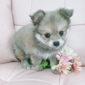 ポメチワ(チワワ×ポメラニアン)【神奈川県・女の子・2025年9月22日・オレンジセーブル】の写真「めちゃくちゃ可愛くなりました〜✨️」