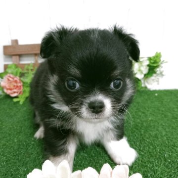 チワワ(ロング)【神奈川県・男の子・2025年9月24日・ブラックタン&ホワイト】の写真「可愛い系男子✨️兄弟仲良く遊んでます💞」