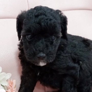 トイプードル(トイ)【神奈川県・女の子・2025年6月30日・ブラック】の写真「兄妹仲良く遊び始めました✨️元気いっぱいな女の子」