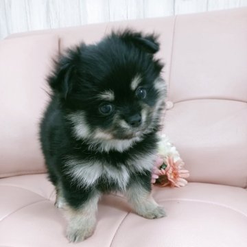 ポメチワ(チワワ×ポメラニアン)【神奈川県・女の子・2025年9月22日・ブラックタン】の写真「めちゃくちゃ可愛くなりました〜✨️」