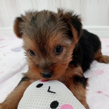 ヨークシャーテリア【神奈川県・男の子・2024年12月23日・スティールブルー&タン】の写真「石橋は叩いて渡る系男子❣️間もなく掲載終了❢」