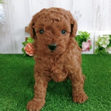 トイプードル(トイ)【神奈川県・女の子・2025年10月12日・レッド】の写真「姉妹仲良く遊び始めました✨️」