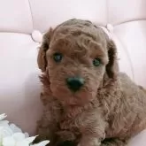 トイプードル(トイ)