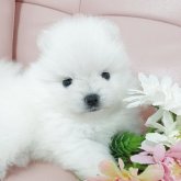 ポメラニアン