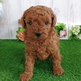 トイプードル(トイ)