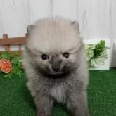 ポメラニアン