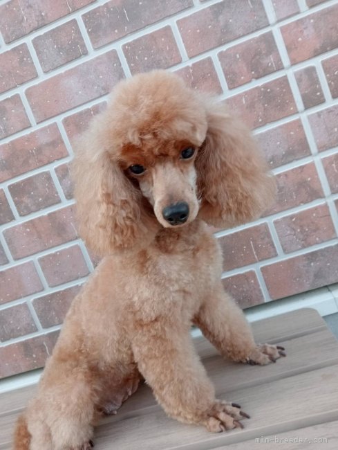 トイプードル【・女の子・2019年8月18日・レッド】