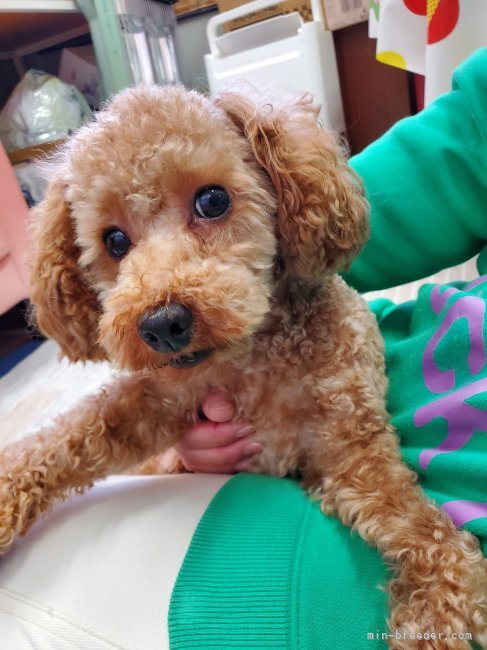 トイプードル【・男の子・2020年1月29日・レッド】