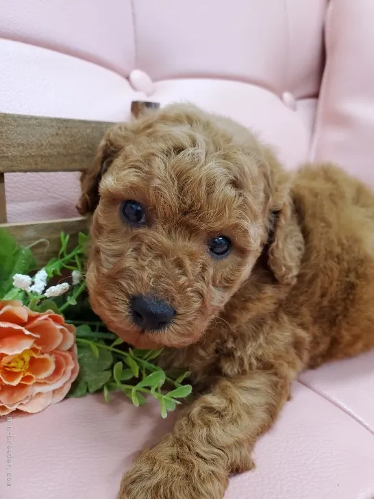ID:2112-01467の子犬