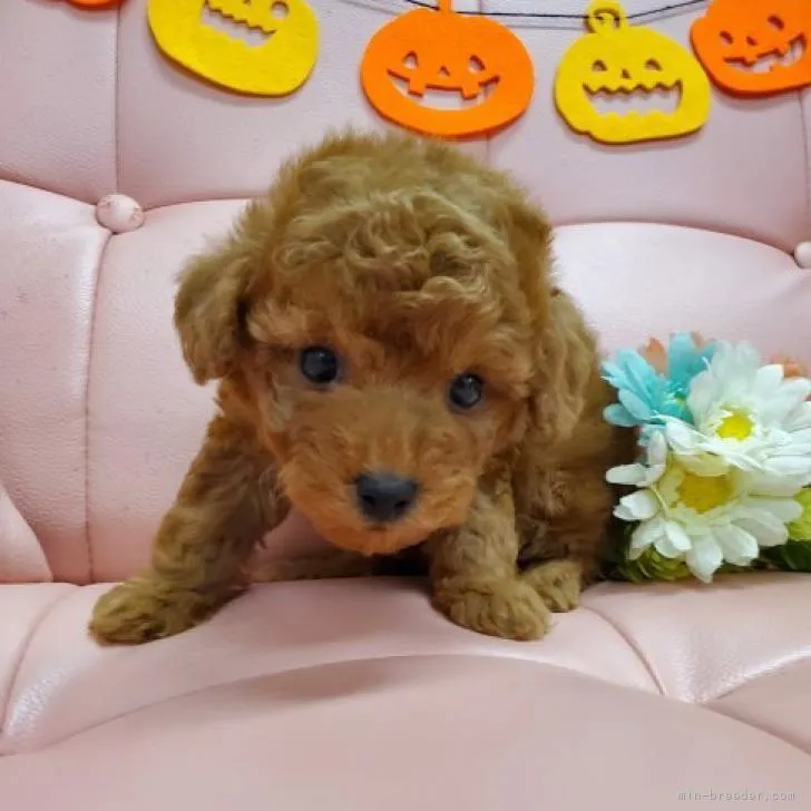 ID:2209-04603の子犬