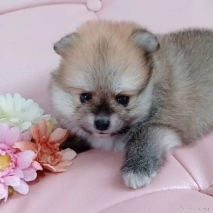 ID:2309-03829の子犬