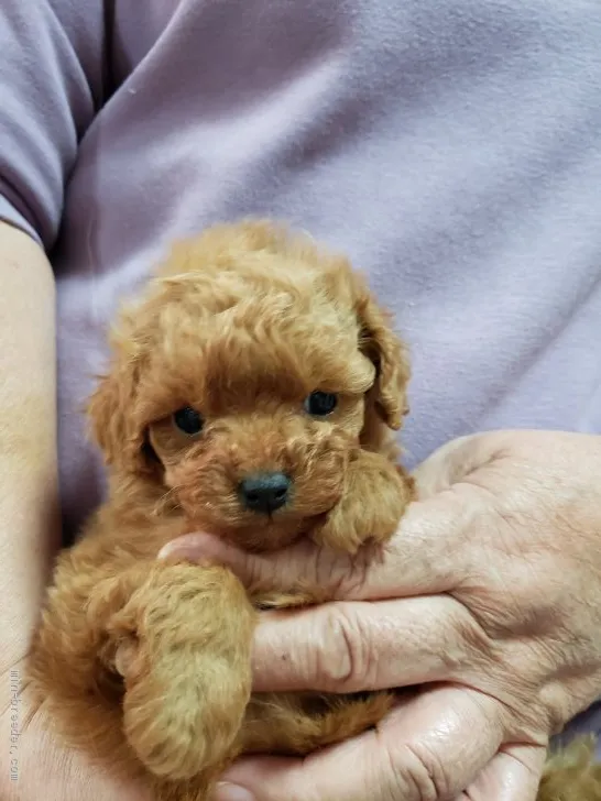 ID:1912-02593の子犬