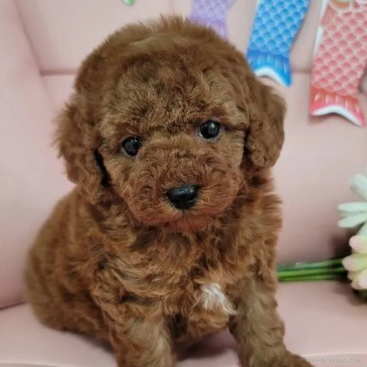 ID：2304-03322の子犬