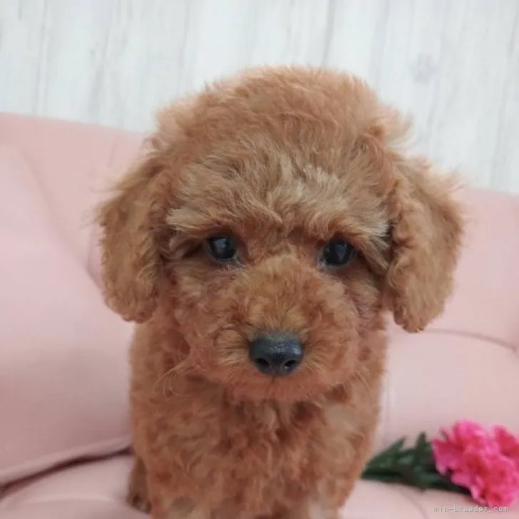 ID：2304-03320の子犬