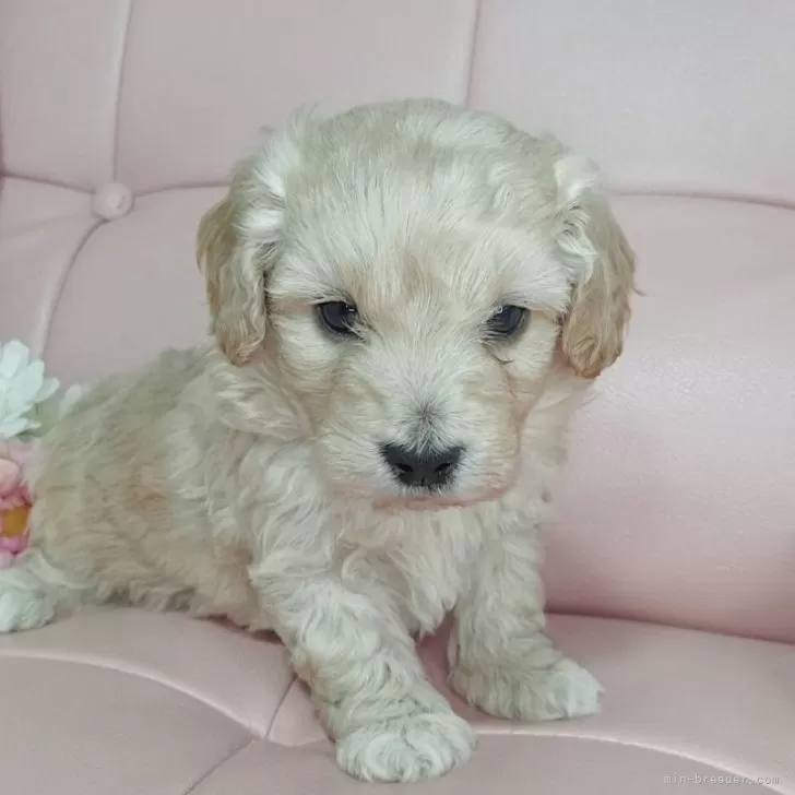 ID:2401-05275の子犬