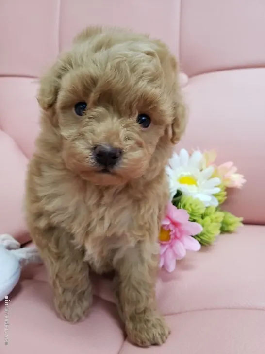 ID：2004-01547の子犬